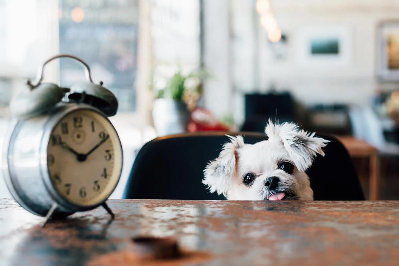 dog and clock