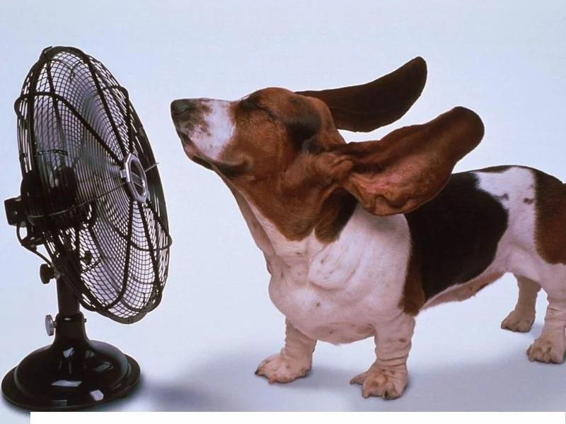 dog in front of fan